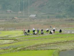 ທ້ອງຖິ່ນຕ່າງໆຢູ່ ຫວຽດນາມ ອອກເຄື່ອນພົນທຳການຜະລິດໃນຕົ້ນປີຢ່າງຟົດຟື້ນ